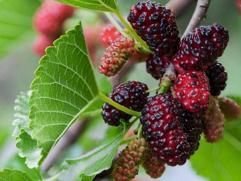 Шелковица купить саженцы из питомнике в Новомосковске
