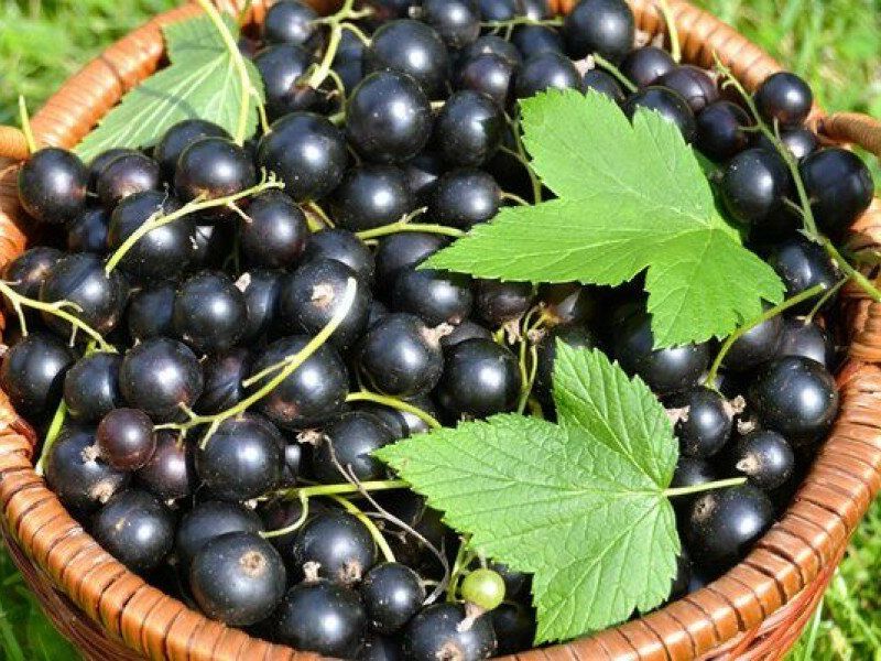 Смородина купить саженцы из питомника в Новомосковске