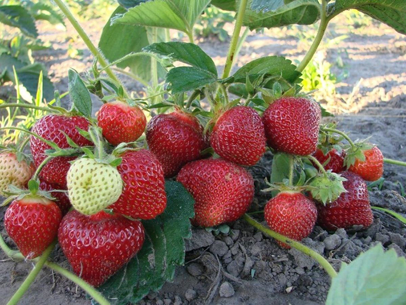 Клубника купить саженцы из питомника в Новомосковске