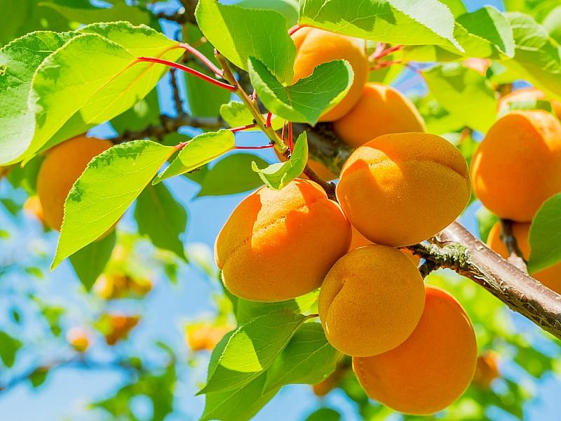 Абрикос купить саженцы из питомнике в Новомосковске