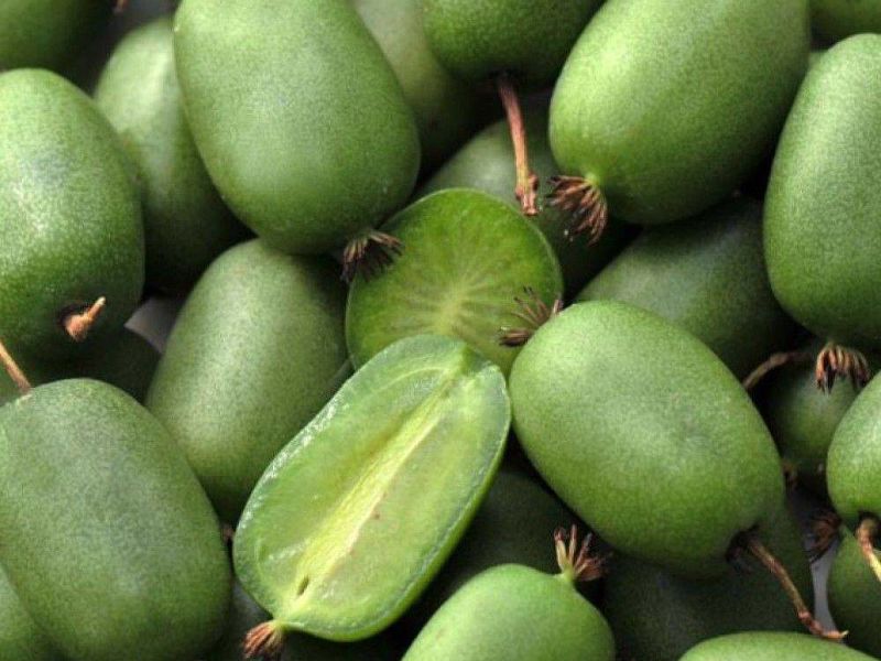 Актинидия купить саженцы из питомнике в Новомосковске