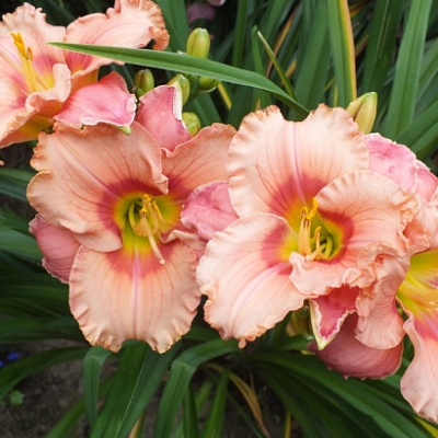 Лилейник "ЭЛЕГАНТ КЭНДИ"