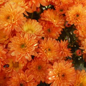 Хризантема Бранбич Оранж (мультифлора)