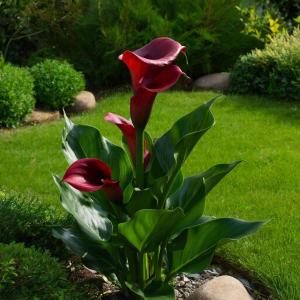 Калла Маджестик Ред клубни 3шт