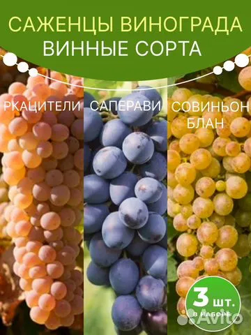 Виноград саженцы комплект Ркацители, Саперави, Совиньон Блан 3 шт.